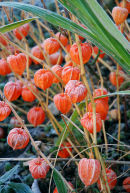 Orange Winter Bells