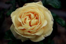 Peony