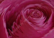 Liquid Rose - a variation on a theme.