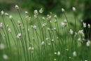Seed Heads