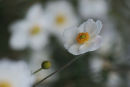 Winter white
