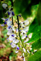 Wisteria
