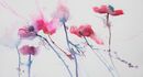 Anemones in the Air unframed 55cm x 35 £195 inc p&p UK only