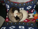 Ferrets