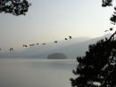 Geese over Derwentwater
