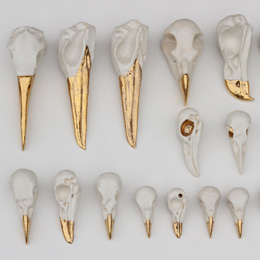 Bird skulls
