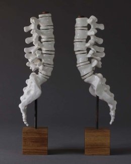 Vertebrae