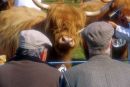 Two farmers and a highland cow Ayr agricultural show