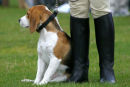 Ayr Agricultural show