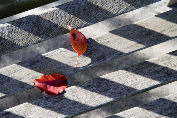 Leaf Pattern
