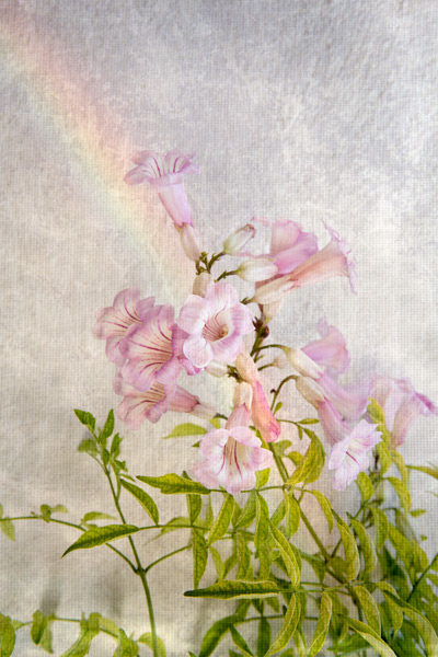 Flower Study