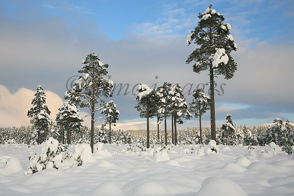 Winter Pines