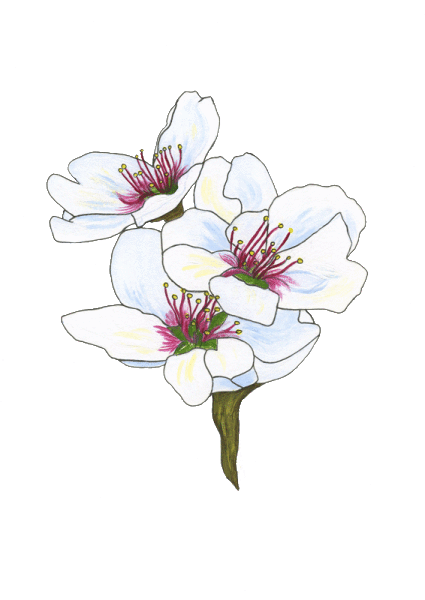 Almond Blossom