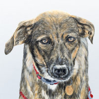 'Bonnie' Close-Up