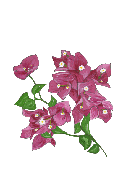 Bougainvillea Flowers