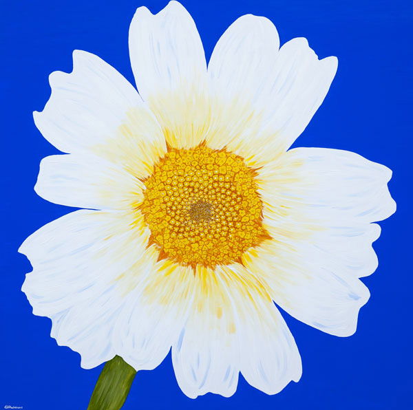 'Daisy May' SOLD