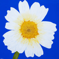 'Daisy May' SOLD