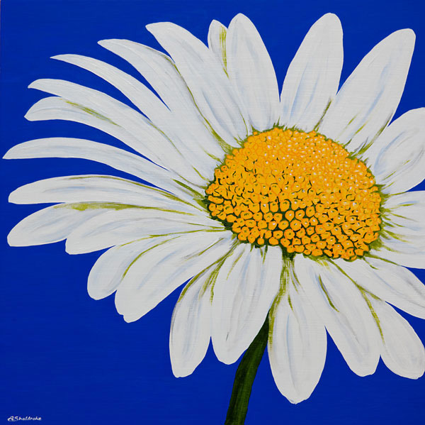 'Daisy White' SOLD