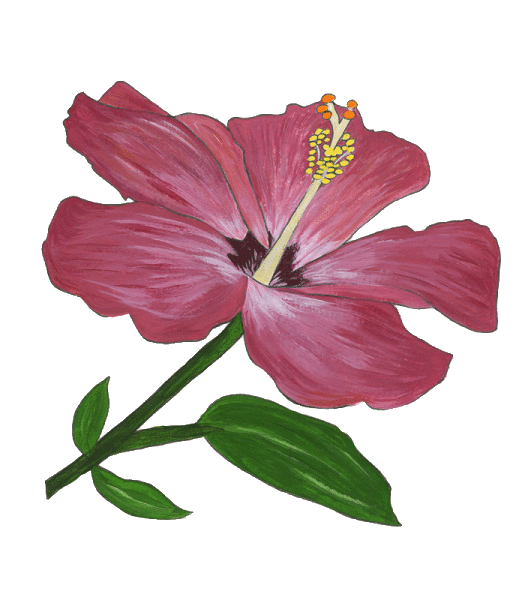 Hibiscus Flower