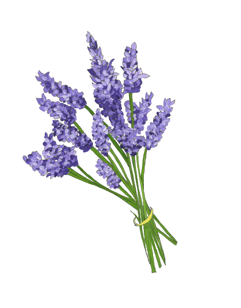 Lavender