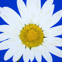 'Oops-a-Daisy' SOLD