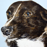 'Shorty' close-up