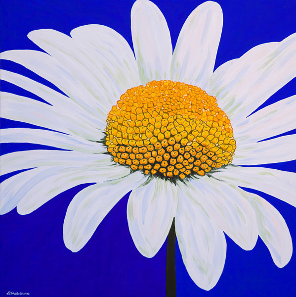 'Summer Bellis' SOLD