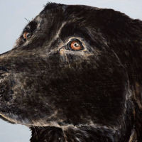 'Taz' close-up