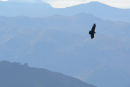 Condor Silhouette