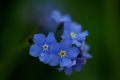 Forget-me-not