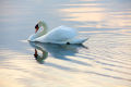 Swan's Tranquility Reflected
