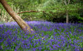 Bluebell Wood