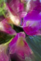 Freesia Blur