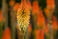 Red Hot Poker