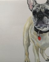 French bulldog SOLD