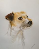 Jack Russel