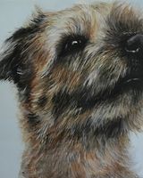 Border Terrier SOLD