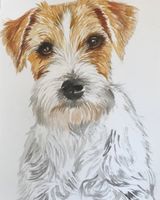 Scruffy Jack