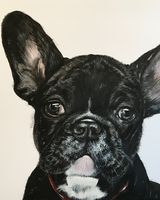 French bulldog SOLD