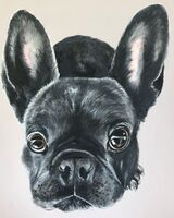 FRENCH BULLDOG SOLD