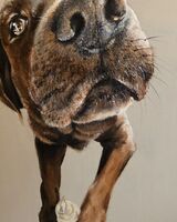 SCRAPPY SOLD