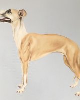 Whippet SOLD