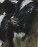 Young cows SOLD