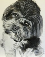 Bailey SOLD