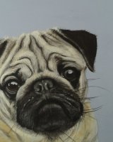 Pug SOLD