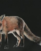 Fox in the moonlight SOLD