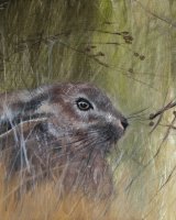 Hare in the long grass SOLD
