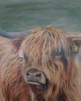 Highland boy SOLD