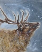 Winter stag SOLD