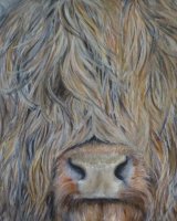 Highland lad SOLD